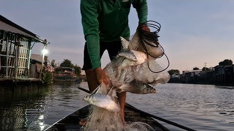 chài trúng cá cóc mọi người ơi