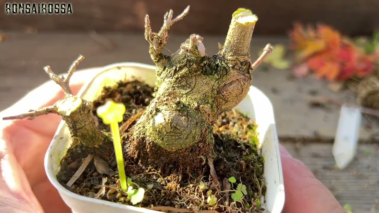 KED15] It's starting to take shape nicely #bonsai - YouTube