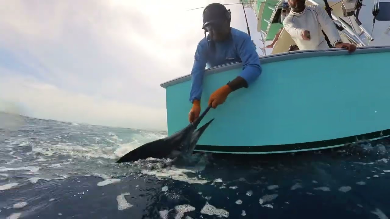 Striped Marlin on the Reel Cast in Cabo
