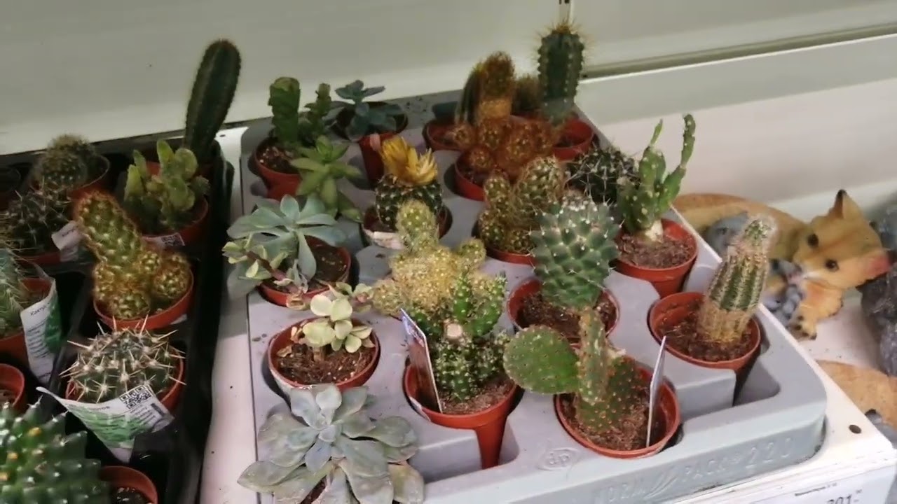 8 марта🌷🌷🌷Обзор растений магазин Лемана Про и мои обновки🥰. Март 2026г. 