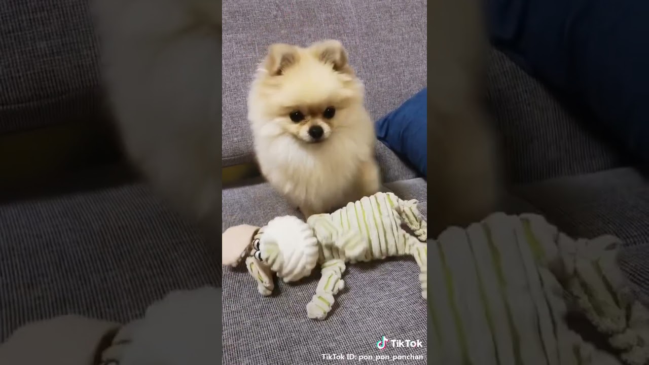 Cte Dog Video | Pets House 