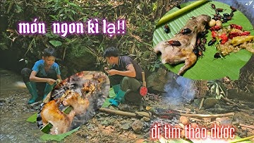 NGÀY  THỨ HAI NGỦ RỪNG HÁI THẢO DƯỢC AE THỢ NÚI #AETHONUI #vàorừng #sănbắt #thưcăn #ănuông#aethonui