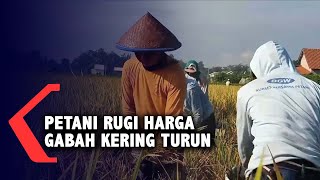 Petani Justru Rugi di Masa Panen, Karena Harga Gabah Kering Turun