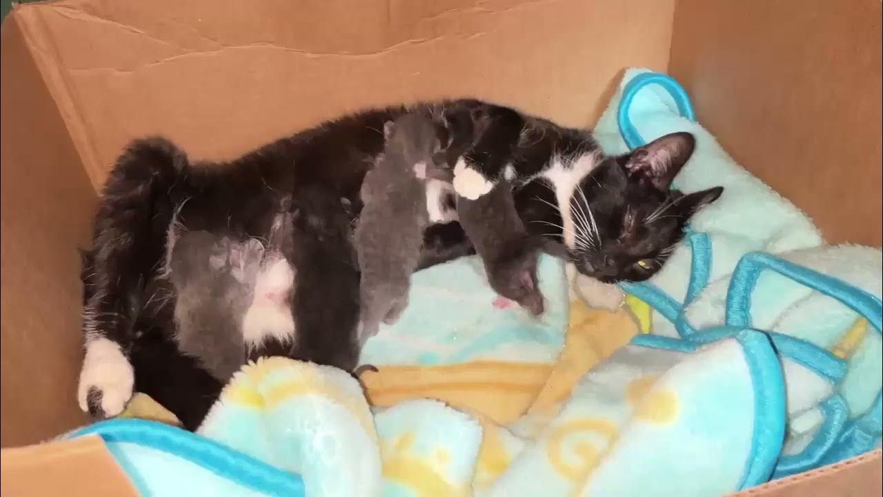 Newborn kittens nursing on mom, Mary Cummins, Animal Advocates YouTube