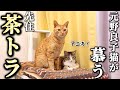 元野良子猫を導き癒した先住茶トラニキ!【箱推し希望】