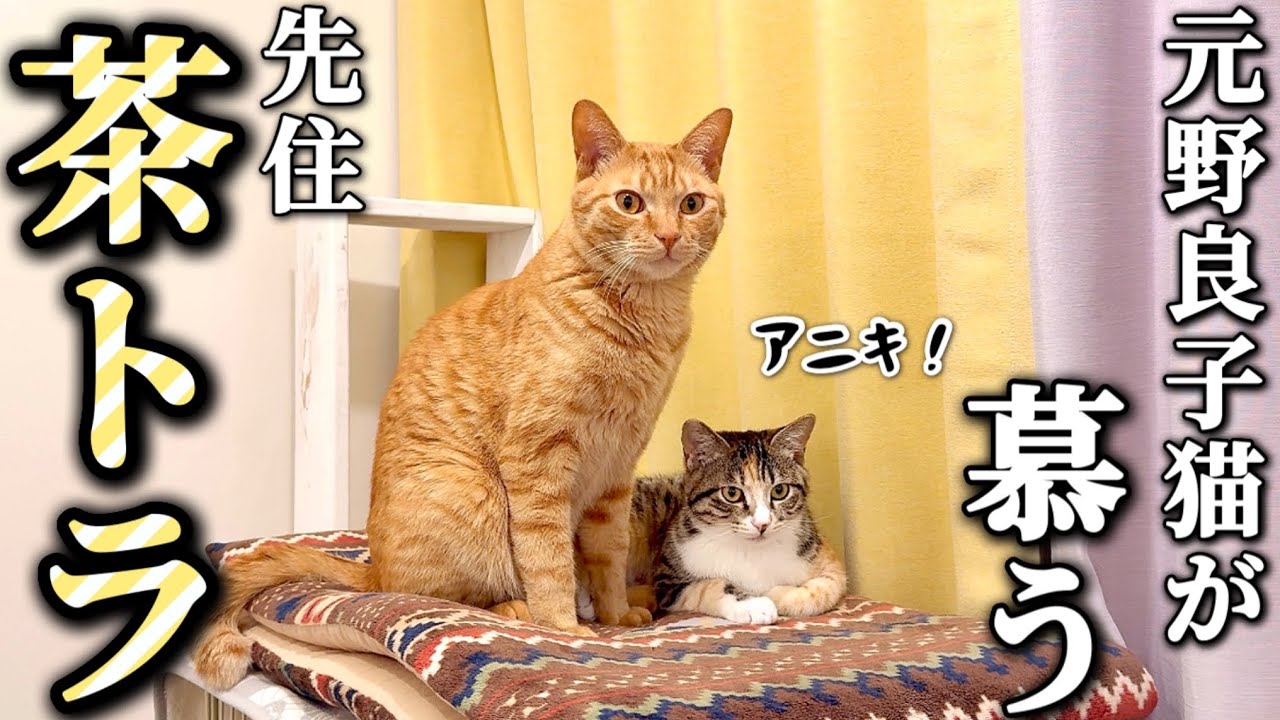 野良猫樣專用。8号送达 野良猫樣專用。8号送达 野良猫樣專用。8号送达