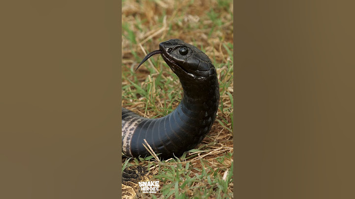 The Most Insane Rinkhals Snake You've Never Seen