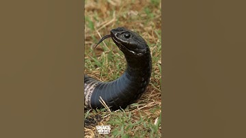 The Most Insane Rinkhals Snake You