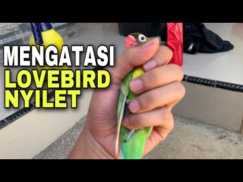 Video: Merawat Lovebirds Sakit