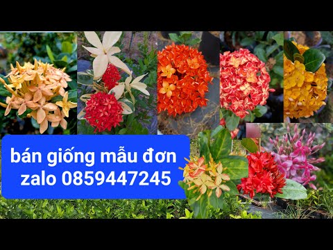 Video bán cây giống bông trang @ mẫu đơn @ Đột Biến,cẩm... - youtube
