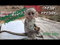 #BabyMonkeys meet mothers, Bushbaby reunited with her baby.. Season 3 Episode 9