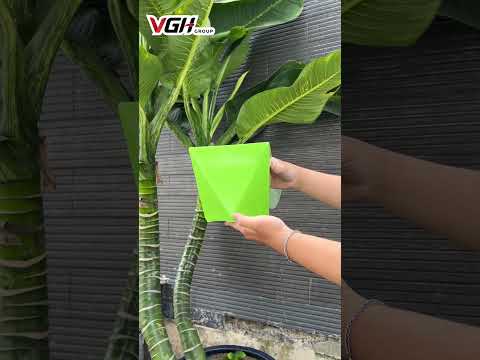 🌿 CHẬU NHỰA ĐỂ B&Agrave;N VU&Ocirc;NG V&Aacute;T CẠNH🌿Volga VN | VGH GROUP