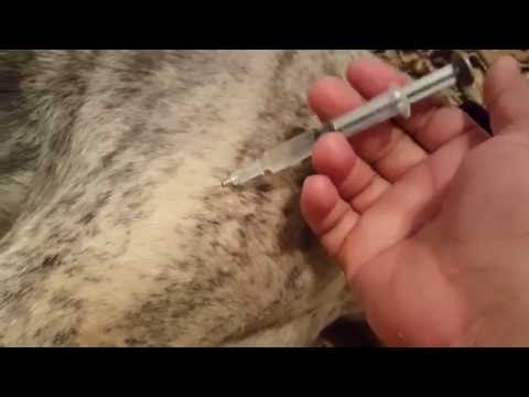 adequan-injection-for-dogs;-don