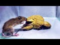 Wow!! Asian Bullfrog Tries To Eat Big Mouse! Warning Live Feeding