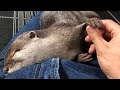 カワウソさくら いつも人をベッドだと思ってるしリラックスしすぎなカワウソ Relaxing otter