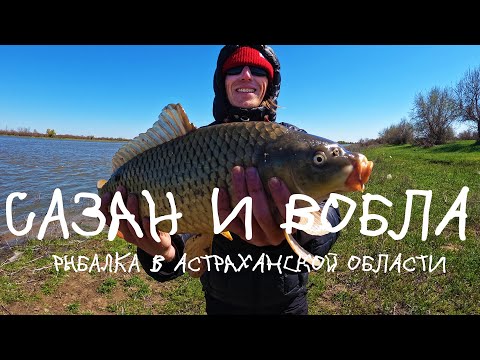 Сазан и вобла / Первый раз на рыбалке в Астраханской области / Прыгнул за сазаном в воду