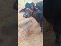 #murraha #j#joti #animals #murraha
