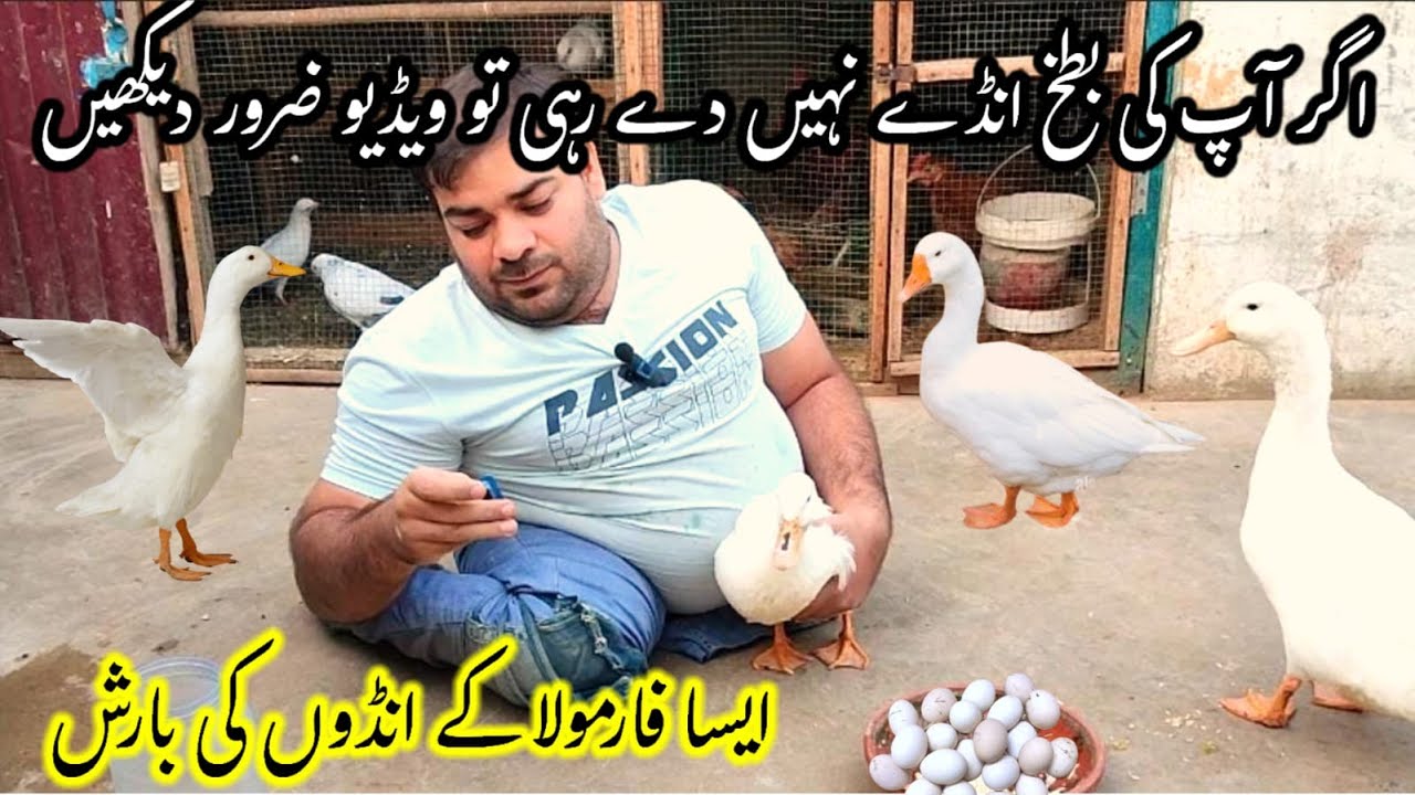 Ducks Ko Heat Pay Laane Ka tarika Ducks Eggs Pekin Duck Baby Duck Hashim Kay