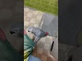 #ヨウム #gray parrot  #大型インコ #shorts