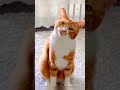 funny video of cat in the world