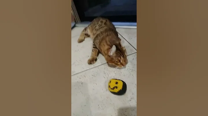 Video 8139171: highland lynx cat, beautiful lynx