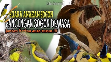 Suara Pikat Sogon Betina dan Anakan Untuk Pikat Sogon Susah Turun || Pikat Sogok Ontong Liar bagian2
