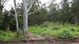 Kangaroos/Wallaby,  Hervey Bay Qld