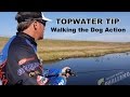 Exclusive Topwater Fishing Tip: How to “Walk the Dog”