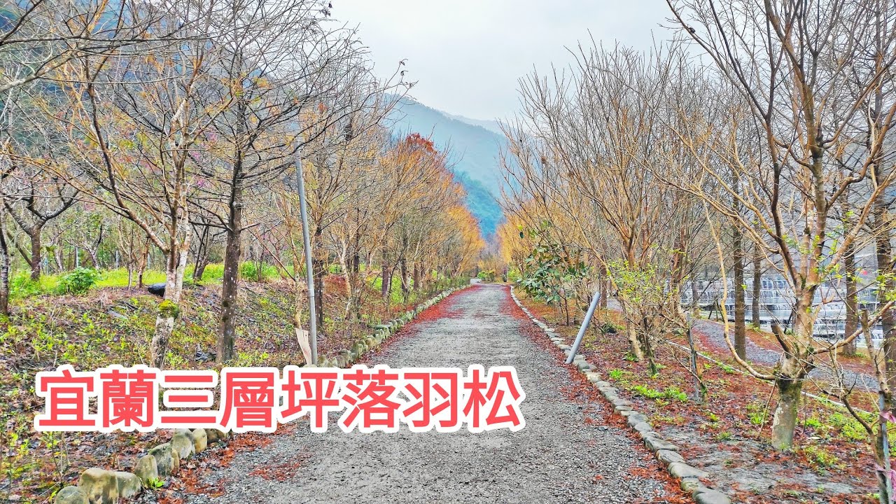四處走走 | 宜蘭三層坪落羽松