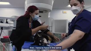 Canine Cancer Success Story Luigi