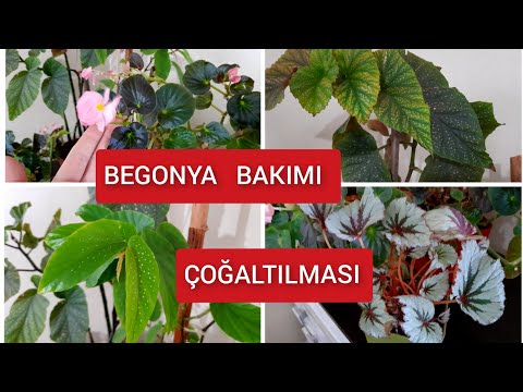 Video: Qapalı Rex Begonia Qulluğu – Rex Beqoniyanı Ev Bitkisi kimi Necə Yetişdirmək olar