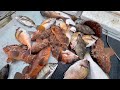 何気ない漁。高級魚が激安！？春になって獲れすぎになってきた…