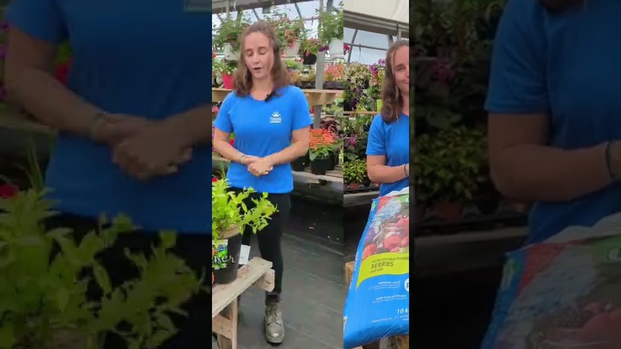 La culture du bleuet - Ambassadrice Passion Jardins Lessard Centre Jardin