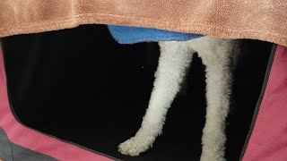 Sock Robber Caught On Camera
