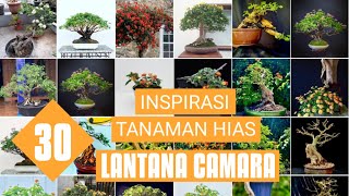 [INSPIRASI TANAMAN HIAS LANTANA CAMARA] 30 MODEL BONSAI LANTANA (super unik)