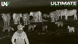 Farmer Uses Thermal to Protect Cattle from Predators | 65 Coyotes Down screenshot 5