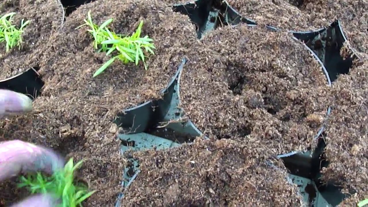 Planting Gypsophila YouTube
