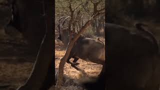 Roan Is Africas 2Nd Largest Antelope. This Killlshot Is On