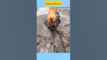 Chuyện nhỏ thôi sen ơi # vui cùng cún cưng