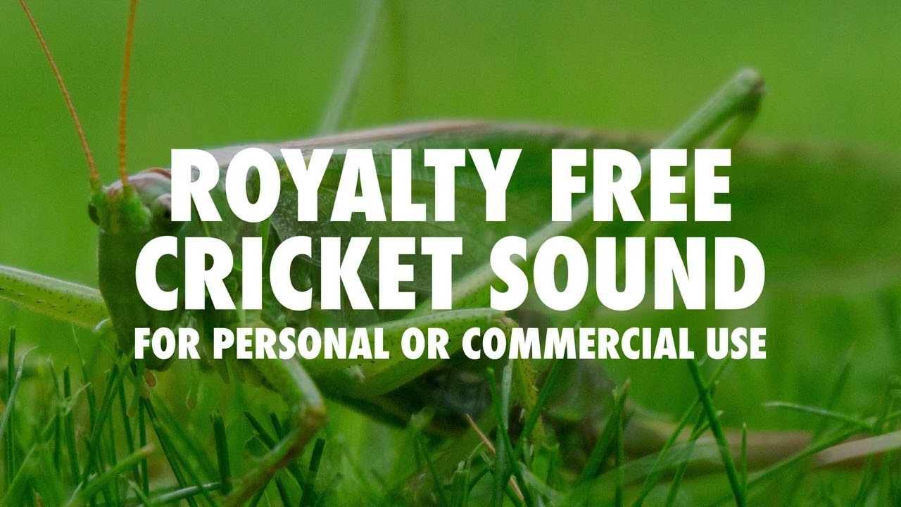 Cricket Sound Effect HQ (Royalty Free) YouTube