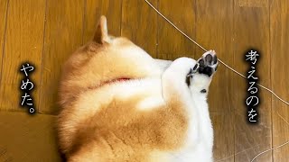 座布団が気になるも面倒になり考えるのをやめた柴犬