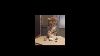 Funny  Animals 🙉🙀🐶 videos , TRY NOT TO LAUGH 1 #funnybabycat  #cuteanimalsvideo
