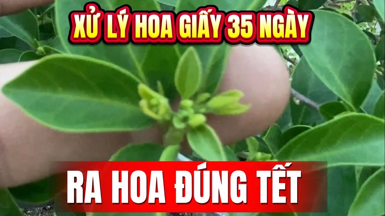 03) ОБРАБОТКА БУГЕНВИЛЬИ ДЛЯ ЦВЕТЕНИЯ ЧЕРЕЗ 35 ДНЕЙ К ТЕТУ (ЛУННОМУ НОВОМУ ГОДУ).