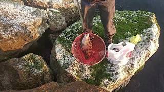 LAPİN AVI MEHMET ABİ  MİDYE İLE YİNE BALIK ALDI 24.09.2019  BANDIRMA