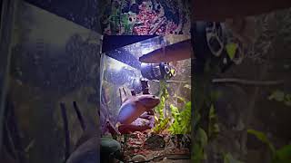 Channa Asiatica Feeding