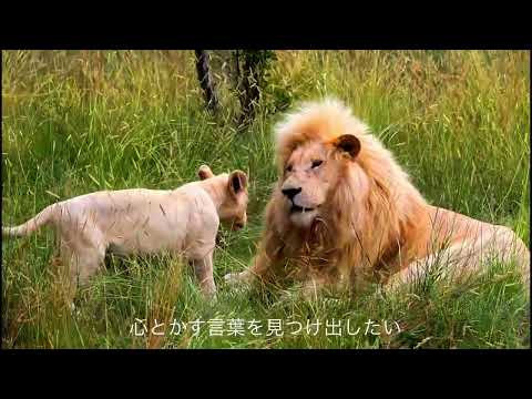 BAAD  君が好きだと叫びたい　歌詞付き