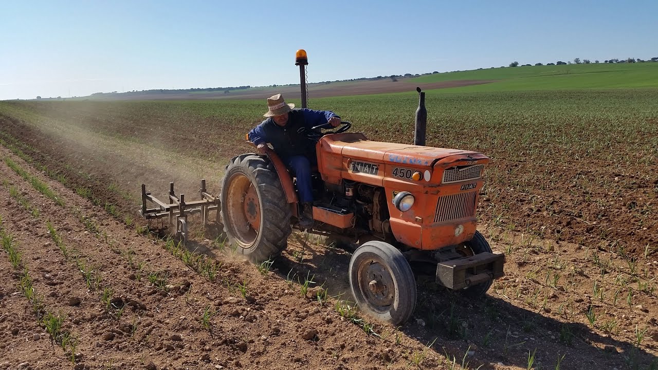 Surcando ajo morado con el Fiat 450