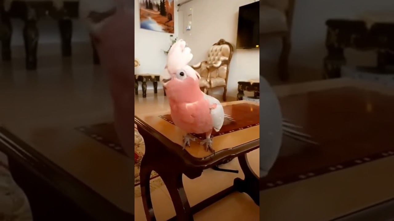 knock knock! mam? cockatoo talkingparrot talkingtom cute birds 