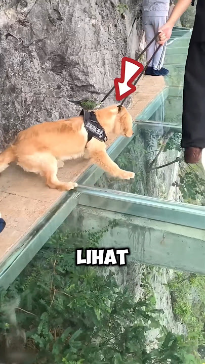 Ketakutan Anjing Saat Melintasi Jembatan Kaca ‼️#shorts