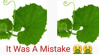 Download Lagu How I Mistekenly Consumed  Cantelop leaves For  Pumpkin Leaves 🙄🤣 MP3